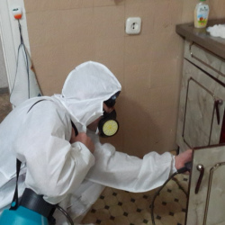 Дезинфекция от муравьев в квартире в Светлом